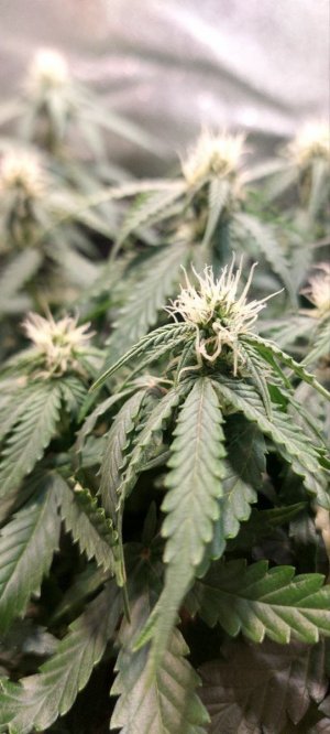 2023.11.25 - 52 день(компот) (2).jpg