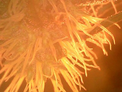 Sun Dec 03 18-15-55.jpg