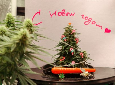 ёлка.jpg