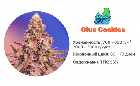 Glue Cookies