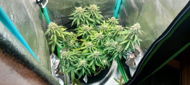 2023.12.13 - 70 день(флэш).jpg