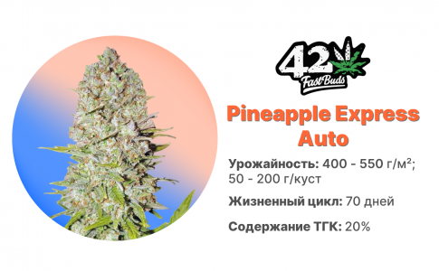 Pineapple Express Auto 