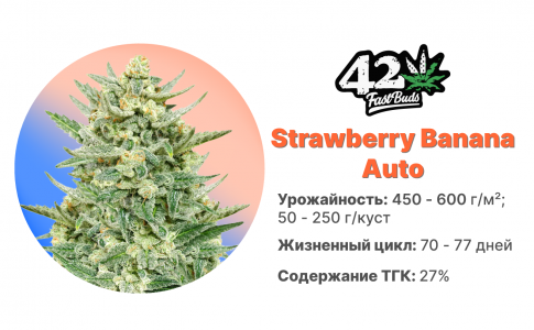 Strawberry Banana Auto