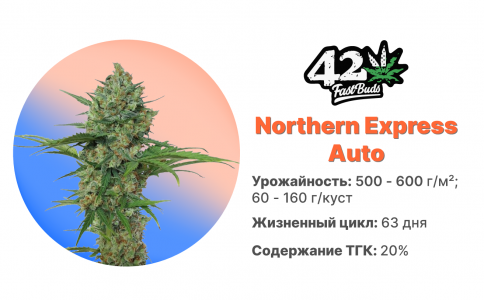 Northern Express Auto