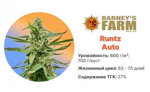 Runtz Auto