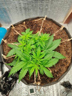 Джонни до.jpeg