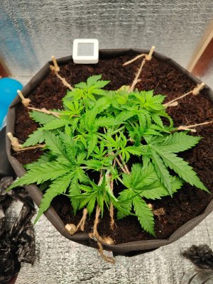 Джонни после.jpeg