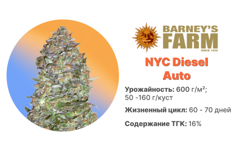 NYC Diesel Auto