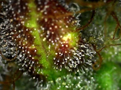 Sat Jan 20 20-11-33.jpg