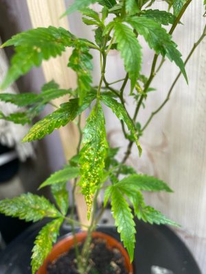 Трабл растения 3 2.jpeg