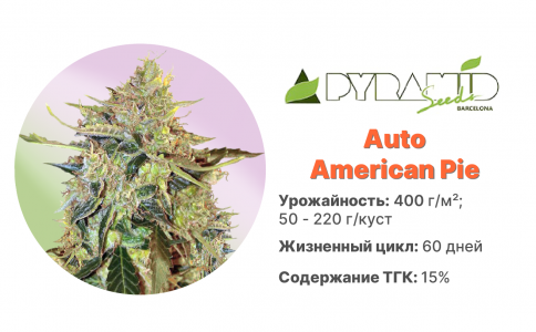 Auto American Pie