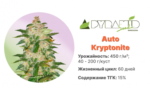 Auto Kryptonite