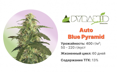 Auto Blue Pyramid