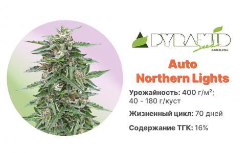 Auto Northern Lights