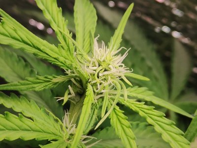 Горилла цветы.jpg