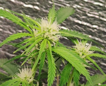 Джонни цветы.jpg