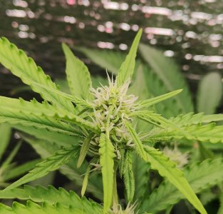 Горилла цветы.jpg