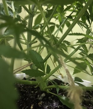 29.07.23Mimosa 3.jpeg