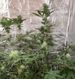 24.08.23Mimosa 3.jpeg