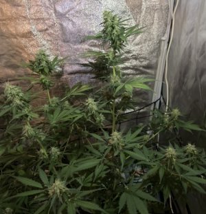 01.09.23Mimosa 2.jpeg