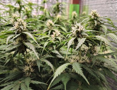 Джонни цветы.jpg