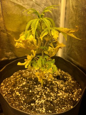 image-12-12-23-18-20 (1).jpeg