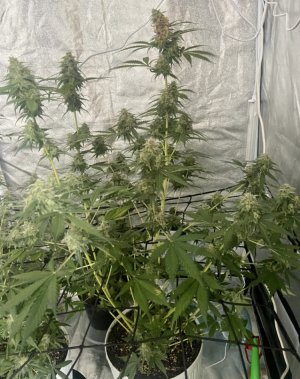 24.09.23Mimosa 2.jpeg