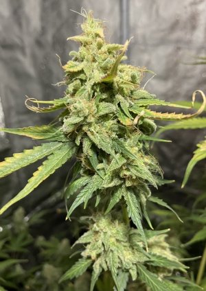 7.10.23Mimosa 4.jpeg