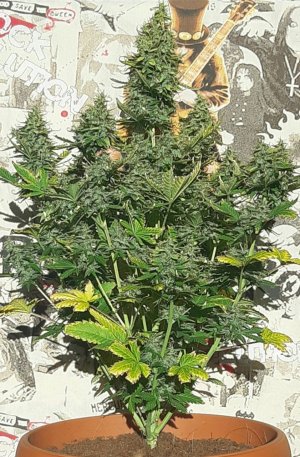 Plant out of internet 2.jpg