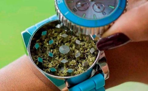 Время сбора автоцветущей конопли