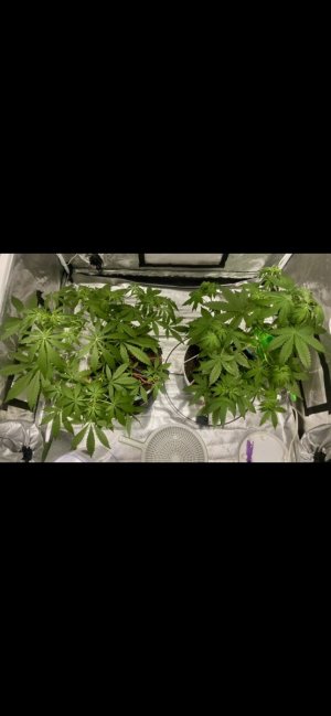 29 день удобры TriPart.jpeg