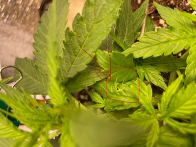 Chronic Ryder ожог 2.JPG