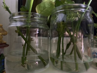 розы 🌹 палки дали корни 