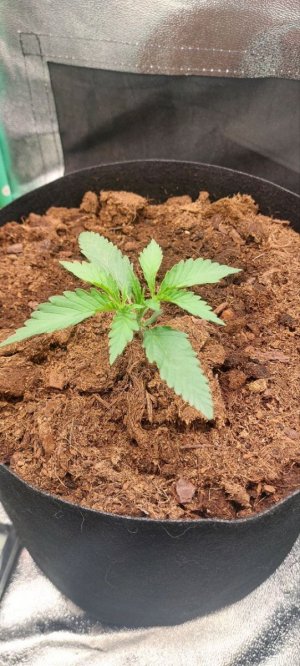 2024.04.18 - 10 день(250мл воды).jpg