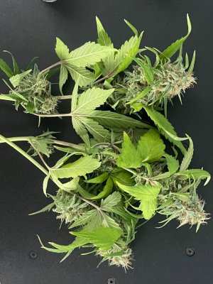 срезанный молодняк.jpg