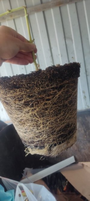 WhatsApp Image 2024-05-18 at 13.06.27.jpeg