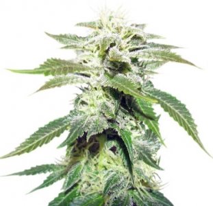 original white widow.jpg