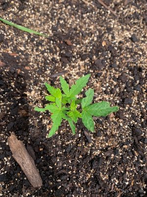 IMG_5630 — копия.jpg