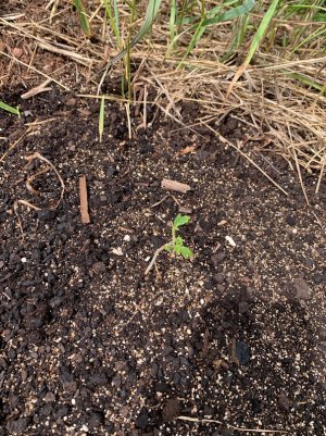 IMG_5631 — копия.jpg