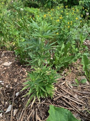 IMG_5638 — копия.jpg