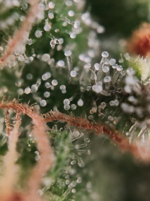 Трихомы (4).jpg