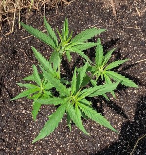 IMG_5667 — копия.jpg