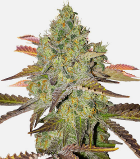 gdp fast version.png