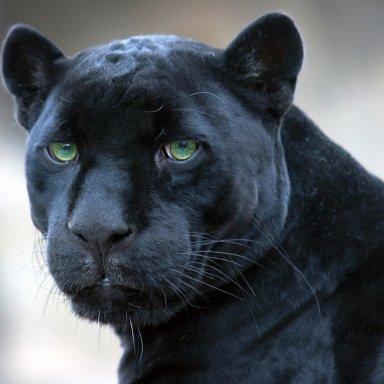 semyanich-forum.online